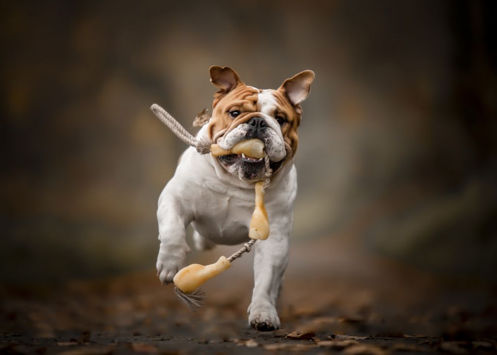 formation portrait canin photo chien par Verene Sutter