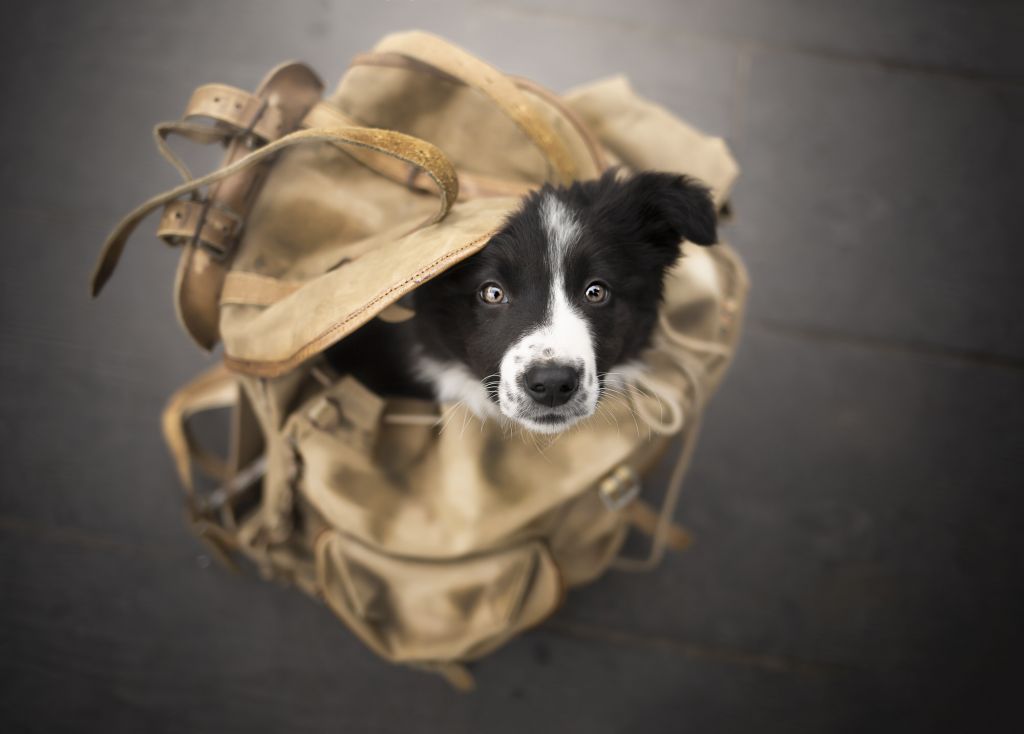 formation portrait canin photo chien par Verene Sutter 3