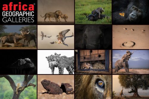 découvrez les plus belles photographies primées du concours africa geographic 2025, mettant en lumière la richesse de la faune et de la flore africaines à travers l'objectif des talents du continent.