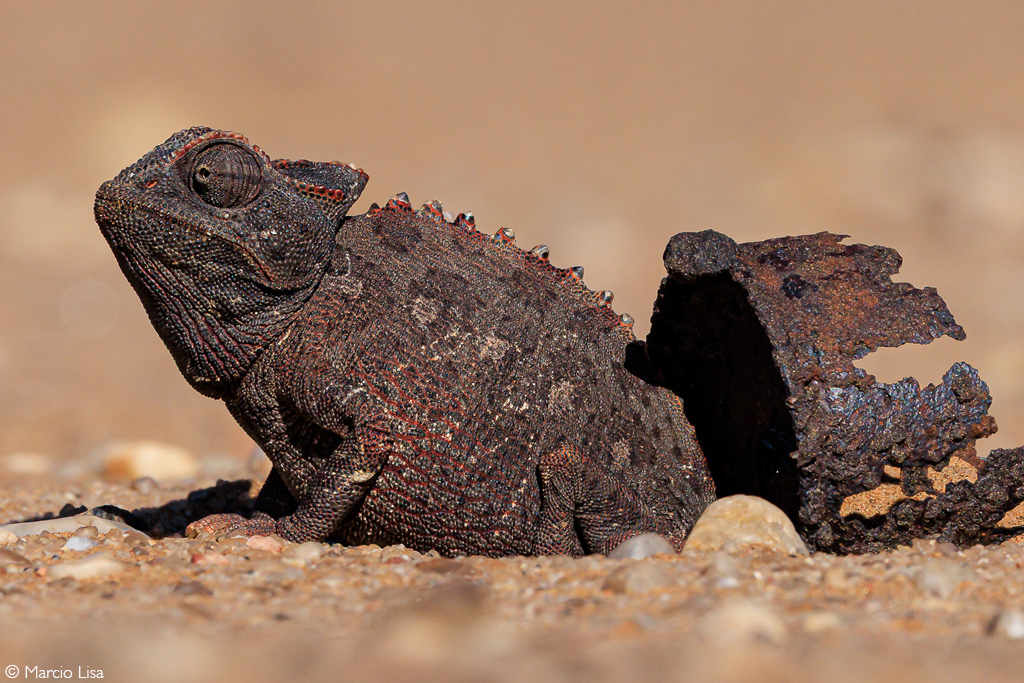 découvrez la photo primée du concours africa geographic 2025, mettant en lumière la beauté et la diversité incroyable de la faune et de la flore africaines à travers l'œil d'un photographe talentueux. plongez-vous dans cette œuvre captivante qui célèbre la nature et l'engagement pour sa préservation.
