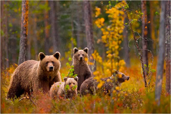 découvrez la beauté de la nature à travers notre collection de photographies captivantes. chaque image capture l'essence de paysages époustouflants, d'animaux majestueux et de moments de sérénité dans la nature. plongez dans un monde visuel qui célèbre la biodiversité et l'harmonie de notre planète.