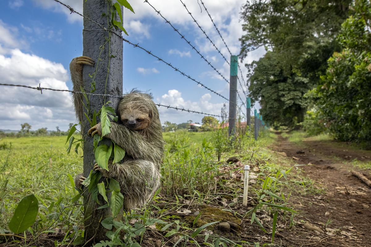 découvrez lubin godin, photographe animalier engagé, qui allie passion et éthique pour capturer la beauté de la faune sans perturber son environnement.