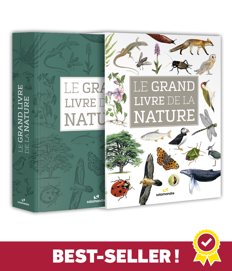 découvrez l'approche éthique de lubin godin en photo animalière, alliant respect de la nature et passion pour la faune sauvage.