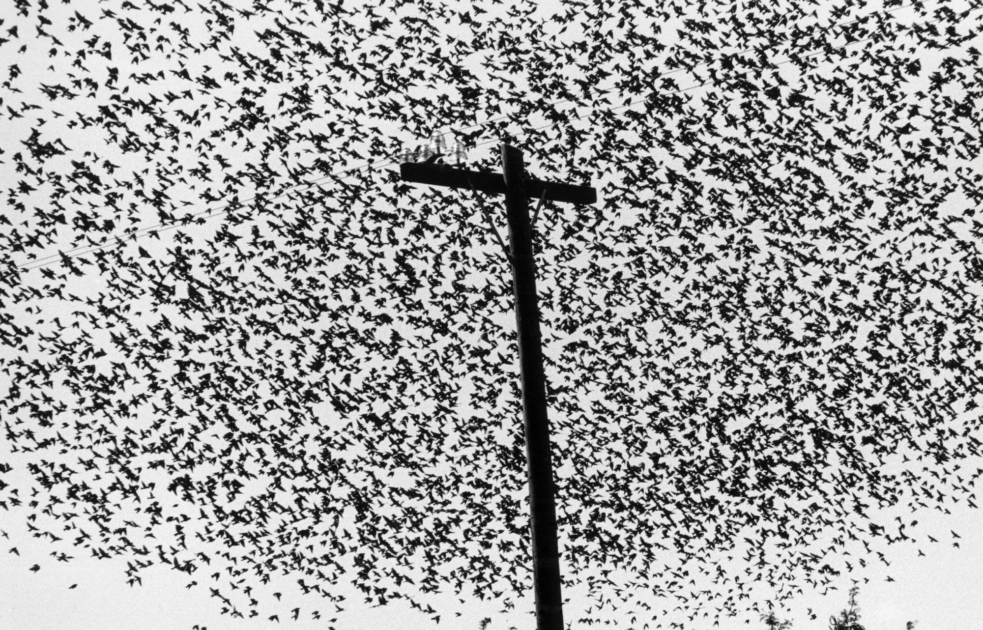 découvrez l'exposition exceptionnelle de graciela iturbide à berlin, mettant en lumière l'œuvre unique de cette photographe mexicaine emblématique.