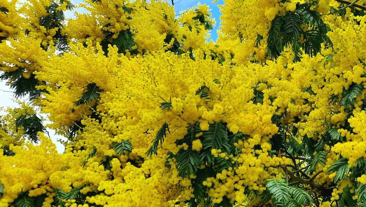 découvrez les trophées du concours photo mimosa d’or à saint-trojan-les-bains, une célébration des plus belles images capturant la magie du mimosa et la beauté locale.